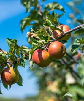 Appelbomen