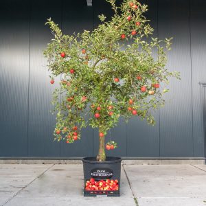 Elstar appelboom