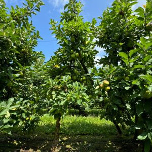 Golden Delicious appelboom