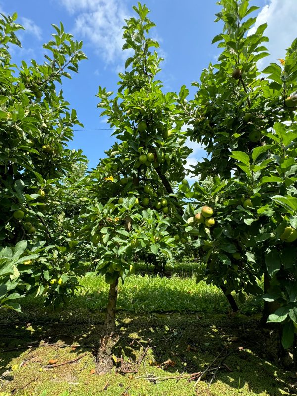 Golden Delicious appelboom