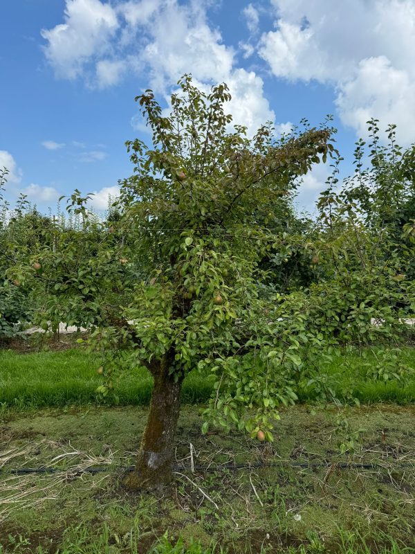 Beurré Alexander Lucas perenboom