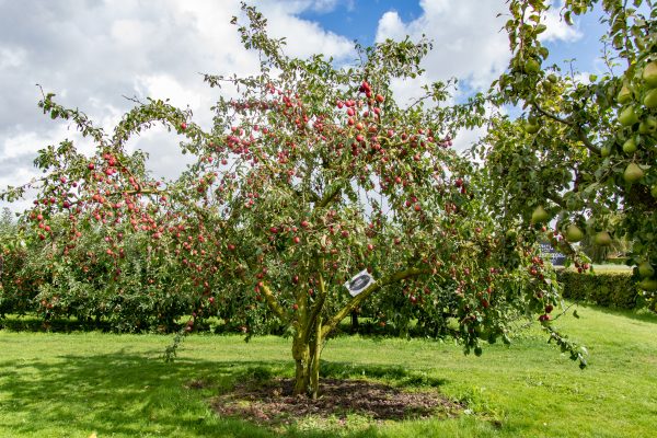 Reine Victoria pruimenboom