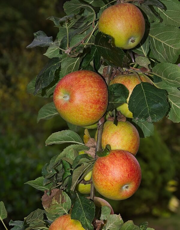 Cox appelboom