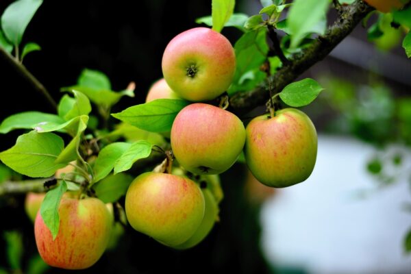 Delcorf appelboom