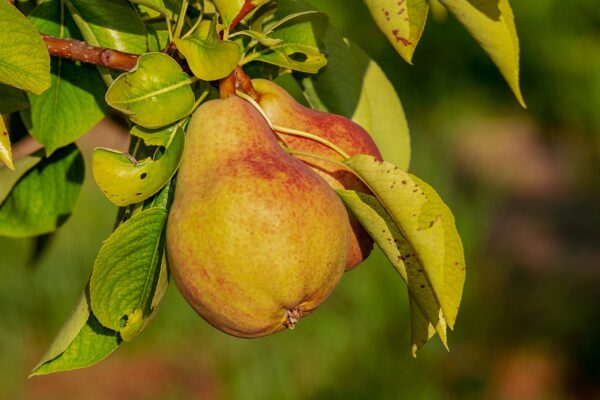 Clapp’s Favourite perenboom